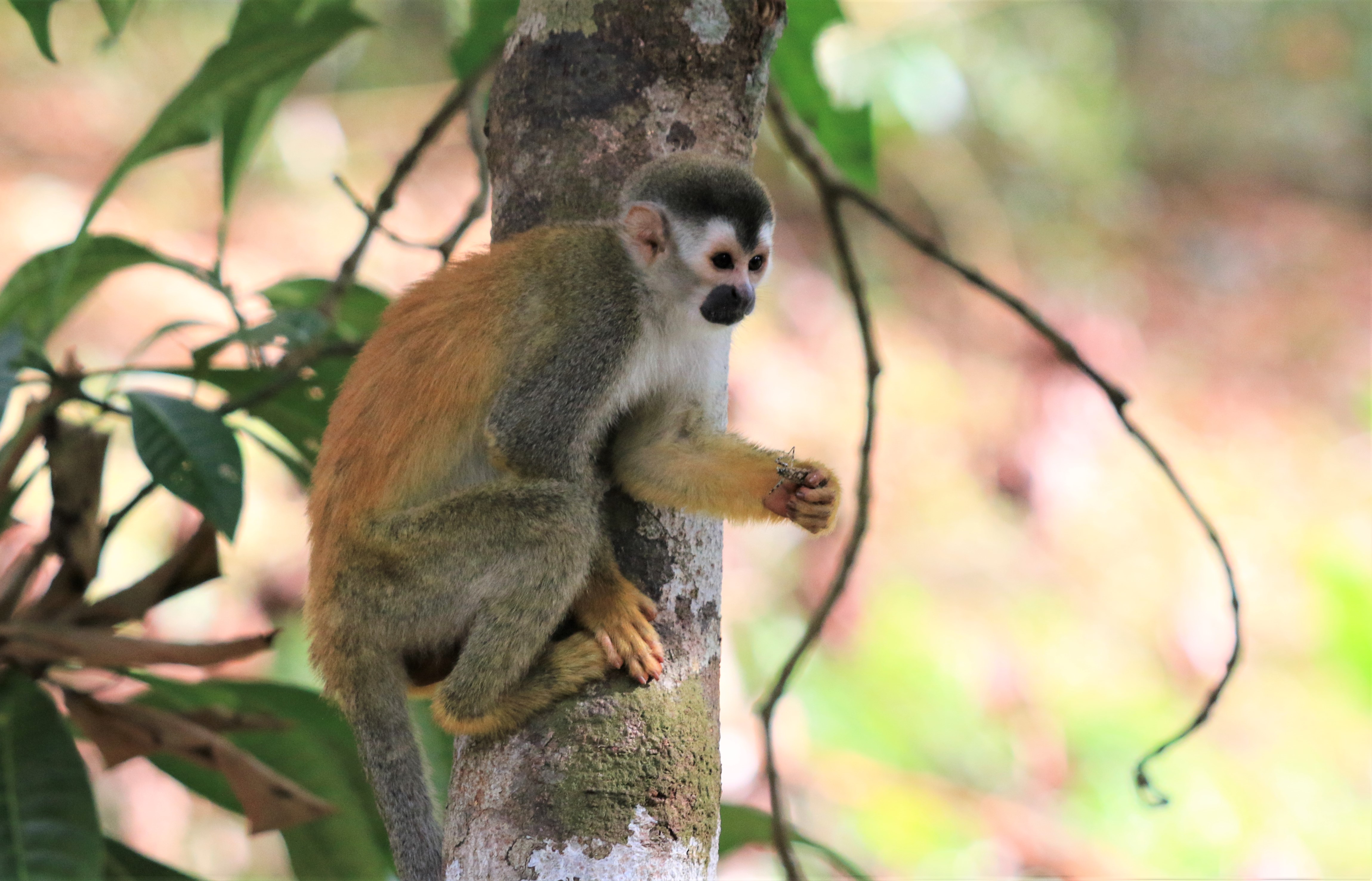 Costa Rica